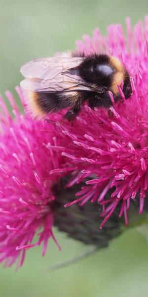 CIRSIUM Rivulare 'Atropurpureum' - Image 3