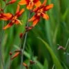 CROCOSMIA X Crocosmiiflora 'Emily McKenzie'