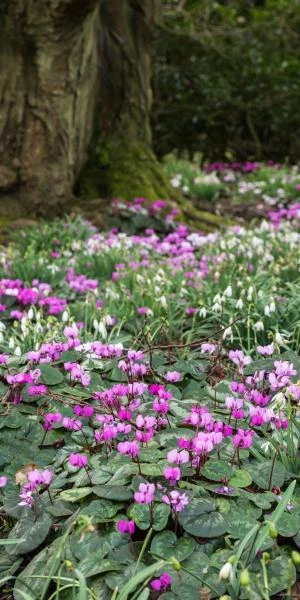 CYCLAMEN Coum - Image 2