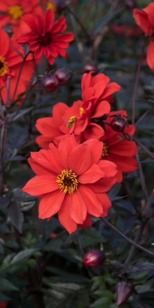 DAHLIA 'Bishop Of Llandaff' - Image 2