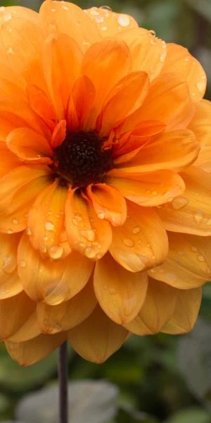 DAHLIA 'David Howard' - Image 3