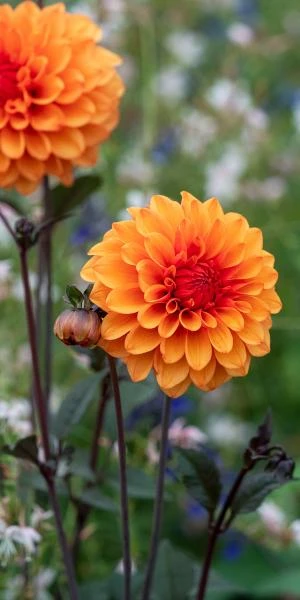 DAHLIA 'David Howard' - Image 2