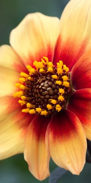DAHLIA 'Moonfire' (Sin) - Image 2