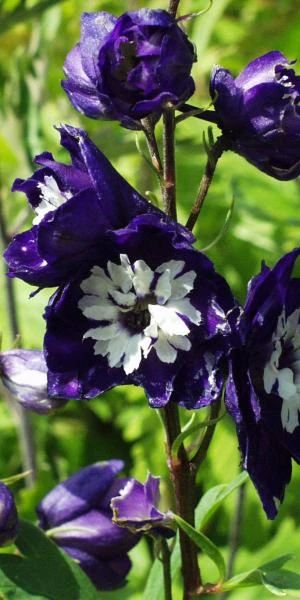 DELPHINIUM King Arthur Group - Image 2