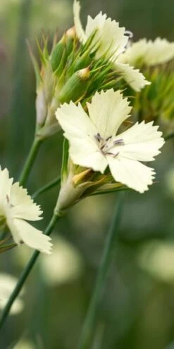 DIANTHUS Knappii