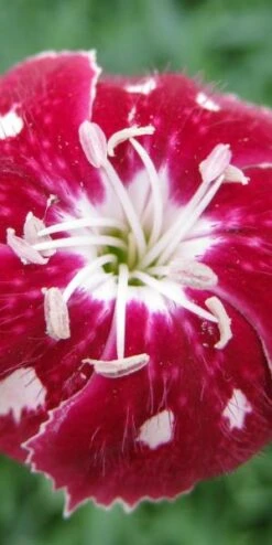 DIANTHUS Rosy's Mum