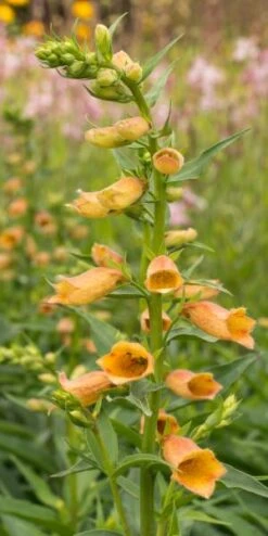 DIGITALIS Goldcrest ('Waldigone'PBR)