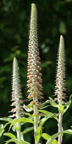 DIGITALIS Parviflora Jacq.