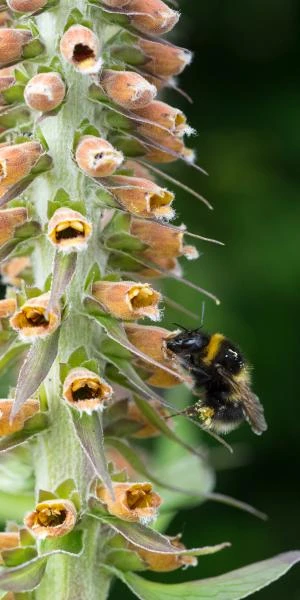 DIGITALIS Parviflora Jacq. - Image 3