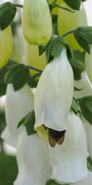 DIGITALIS Purpurea F. Albiflora - Image 2