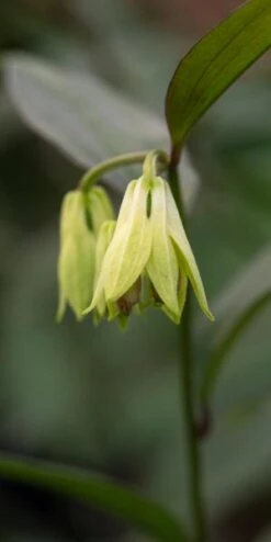 DISPORUM Longistylum 'Night Heron'