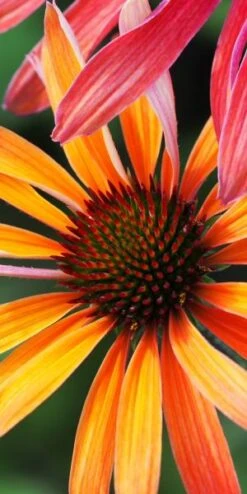 ECHINACEA 'Hot Summer' PBR