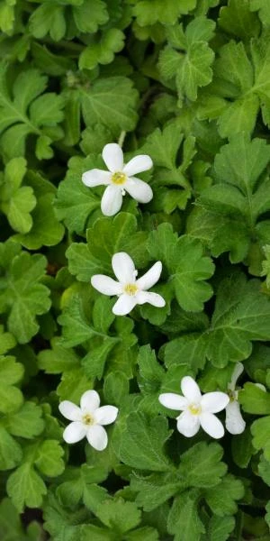 ELLISIOPHYLLUM Pinnatum