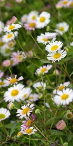 ERIGERON Karvinskianus (Profusion)