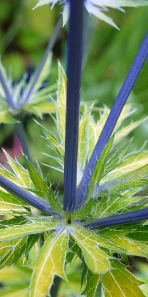 ERYNGIUM X Zabelii 'Neptune's Gold' PBR - Image 4