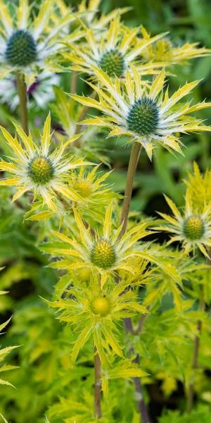 ERYNGIUM X Zabelii 'Neptune's Gold' PBR