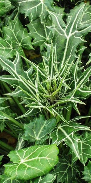 ERYNGIUM Variifolium - Image 2