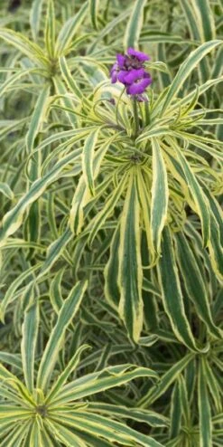 ERYSIMUM Linifolium 'Variegatum'