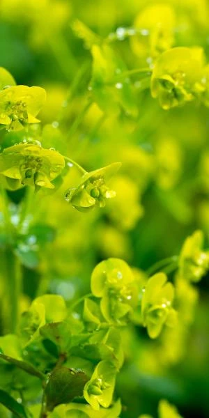 EUPHORBIA Amygdaloides Var. Robbiae - Image 3