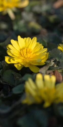 FICARIA Verna 'Double Bronze'