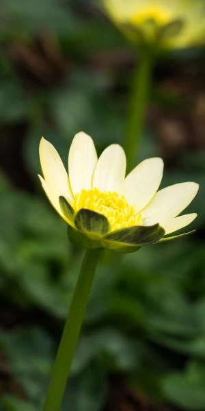 FICARIA Verna 'Salmon's White' - Image 2