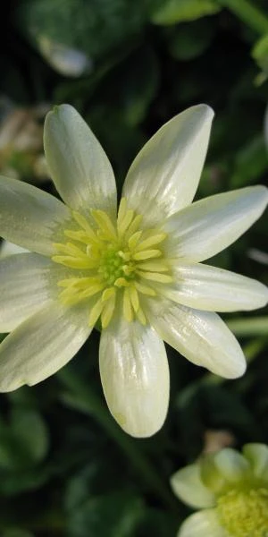 FICARIA Verna 'Salmon's White' - Image 3