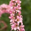 FRANCOA Sonchifolia 'Petite Bouquet'