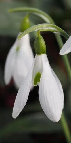 GALANTHUS 'Atkinsii'