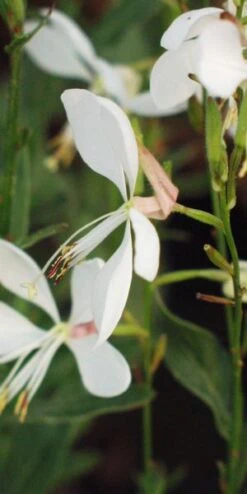 OENOTHERA Lindheimeri (G)