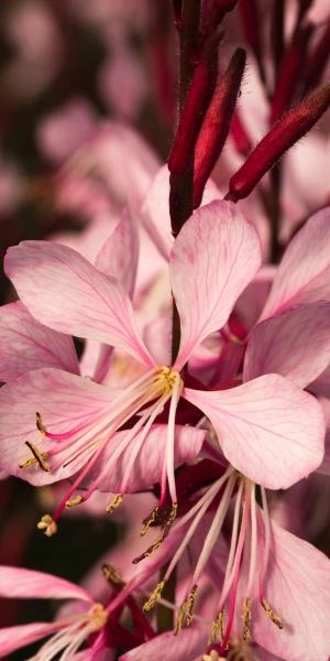 OENOTHERA Rosy Shimmers ('Harshim' PBR) (G) - Image 2