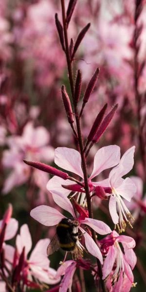 OENOTHERA Rosy Shimmers ('Harshim' PBR) (G) - Image 3