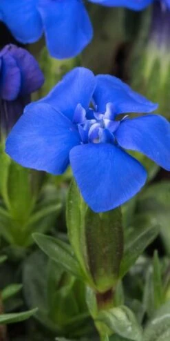 GENTIANA Verna