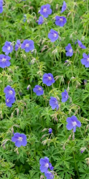 GERANIUM 'Brookside' - Image 2