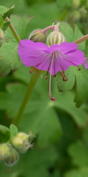GERANIUM Dalmaticum