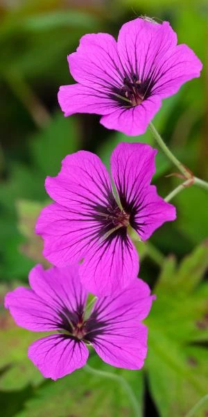 GERANIUM 'Patricia' - Image 2