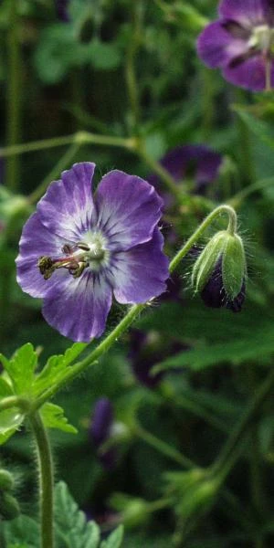 GERANIUM Phaeum Lilac