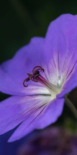 GERANIUM 'Rozanne' PBR - Image 2