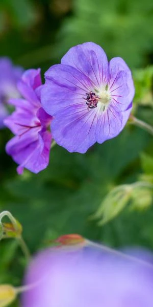 GERANIUM 'Rozanne' PBR