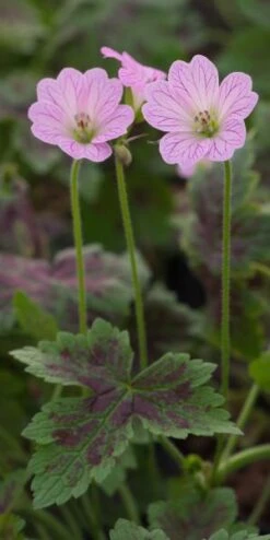 GERANIUM X Oxonianum 'Walter's Gift'