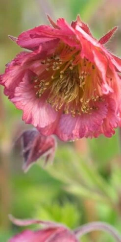GEUM 'Bell Bank'