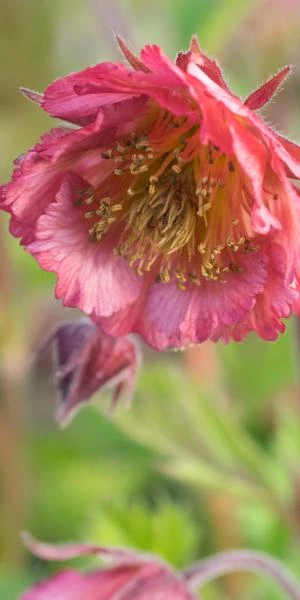 GEUM 'Bell Bank'