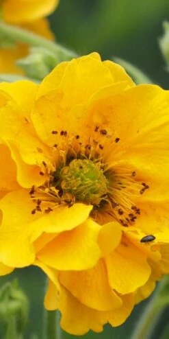GEUM 'Lady Stratheden'