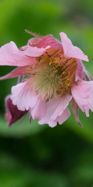 GEUM 'Pink Frills' - Image 2