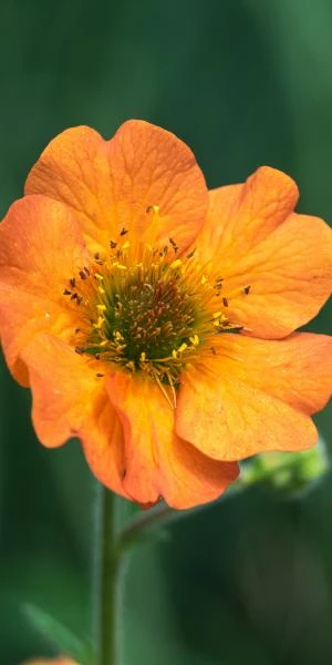 GEUM 'Totally Tangerine' PBR - Image 2