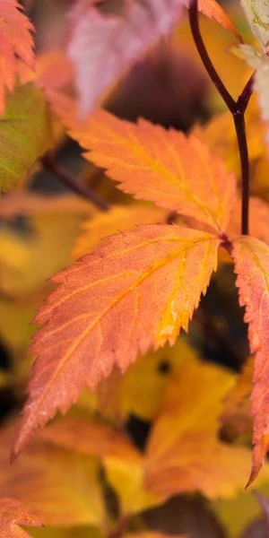 GILLENIA Trifoliata - Image 2