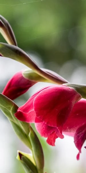 GLADIOLUS 'Ruby' (Papilio Hybrid)