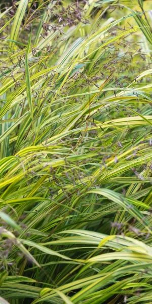 HAKONECHLOA Macra 'Aureola' - Image 2