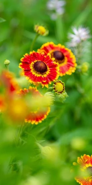 HELENIUM Autumnale 'Fuego' (Mariachi Series) PBR