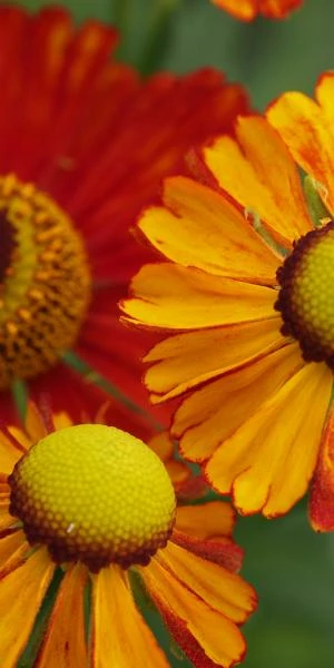 HELENIUM 'Baudirektor Linne' - Image 2