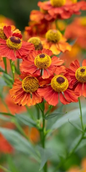 HELENIUM 'Baudirektor Linne' - Image 3